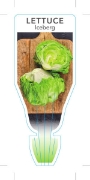 Picture of VEGETABLE LETTUCE ICEBERG (Lactuca sativa)                                                                                                            