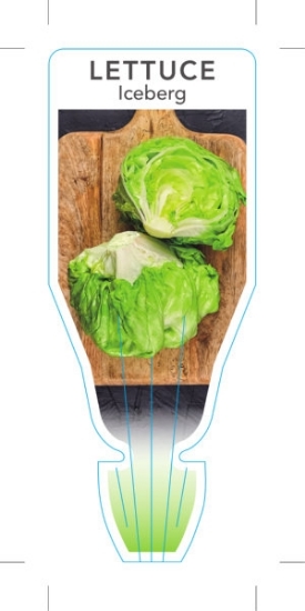 Picture of VEGETABLE LETTUCE ICEBERG (Lactuca sativa)                                                                                                            