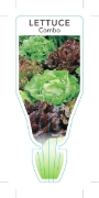 Picture of VEGETABLE LETTUCE COMBO (Lactuca sativa)                                                                                                              