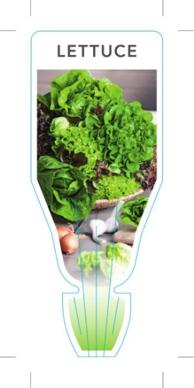 Picture of VEGETABLE LETTUCE (UNNAMED VARIETY) (Lactuca sativa)                                                                                                  