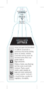 Picture of VEGETABLE LETTUCE (UNNAMED VARIETY) (Lactuca sativa)                                                                                                  