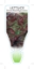 Picture of VEGETABLE LETTUCE MIGNONETTE  BROWN/RED (Lactuca sativa)                                                                                              