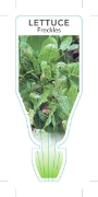 Picture of VEGETABLE LETTUCE HEIRLOOM FRECKLES (Lactuca sativa)                                                                                                  