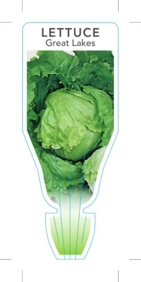 Picture of VEGETABLE LETTUCE GREAT LAKES (Lactuca sativa)                                                                                                        