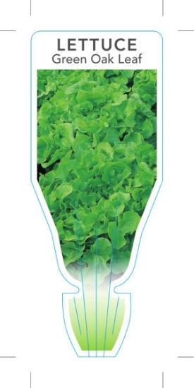 Picture of VEGETABLE LETTUCE GREEN OAK LEAF (Lactuca sativa)                                                                                                     