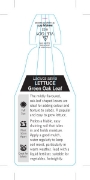 Picture of VEGETABLE LETTUCE GREEN OAK LEAF (Lactuca sativa)                                                                                                     