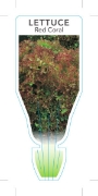 Picture of VEGETABLE LETTUCE HEIRLOOM RED CORAL (Lactuca sativa)                                                                                                 