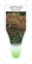 Picture of VEGETABLE LETTUCE HEIRLOOM RED CORAL (Lactuca sativa)                                                                                                 