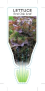 Picture of VEGETABLE LETTUCE RED OAK LEAF (Lactuca sativa)                                                                                                       