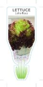 Picture of VEGETABLE LETTUCE LOLLO ROSSA (Lactuca sativa)                                                                                                        