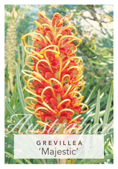 Picture of GREVILLEA MAJESTIC                                                                                                                                    