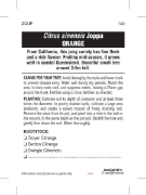 Picture of FRUIT CITRUS ORANGE JOPPA                                                                                                                             