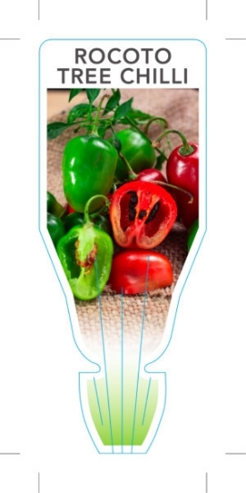 Picture of CAPSICUM PUBESCENS ROCOTO TREE CHILLI                                                                                                                 