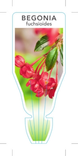 Picture of BEGONIA FUCHSIOIDES                                                                                                                                   
