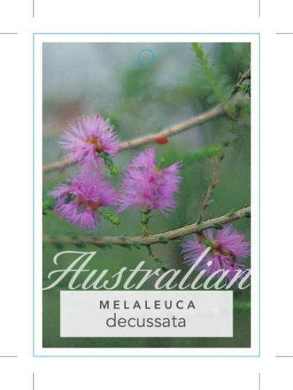 Picture of MELALEUCA DECUSSATA                                                                                                                                   
