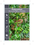 Picture of FERN PLATYCERIUM BIFURCATUM ELKHORN FERN                                                                                                              