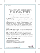 Picture of FERN PLATYCERIUM BIFURCATUM ELKHORN FERN                                                                                                              