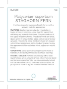 Picture of FERN PLATYCERIUM SUPERBUM STAGHORN                                                                                                                    