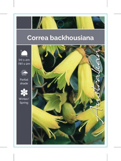 Picture of CORREA BACKHOUSIANA                                                                                                                                   