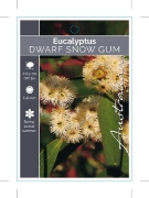 Picture of EUCALYPTUS GREGSONIANA DWARF SNOW GUM                                                                                                                 