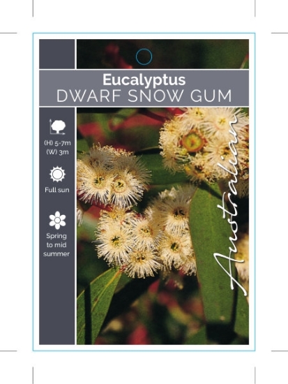 Picture of EUCALYPTUS GREGSONIANA DWARF SNOW GUM                                                                                                                 
