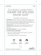 Picture of EUCALYPTUS GREGSONIANA DWARF SNOW GUM                                                                                                                 