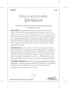 Picture of FRUIT BANANA Musa acuminata                                                                                                                           