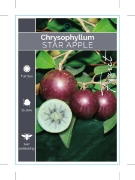 Picture of FRUIT STAR APPLE OR CAIMITO                                                                                                                           