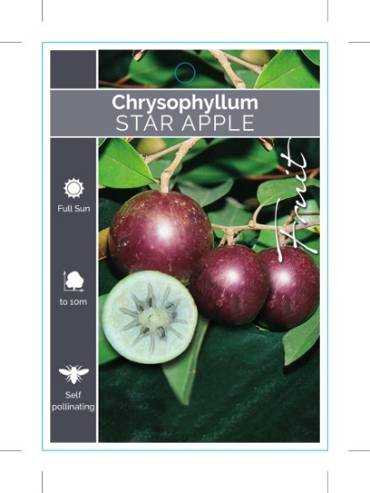Picture of FRUIT STAR APPLE OR CAIMITO                                                                                                                           