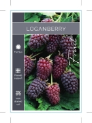 Picture of FRUIT LOGANBERRY Rubus loganobaccus                                                                                                                   