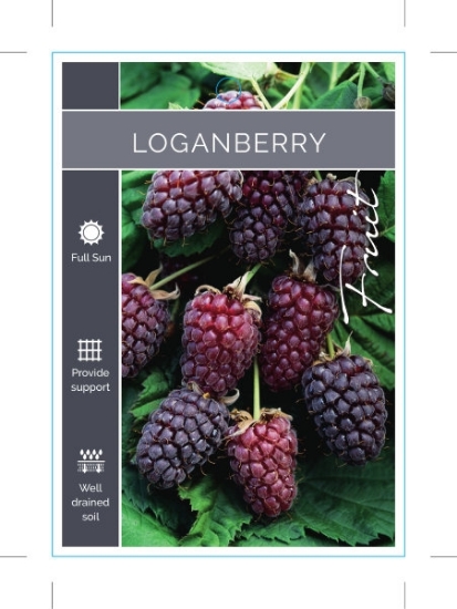 Picture of FRUIT LOGANBERRY Rubus loganobaccus                                                                                                                   
