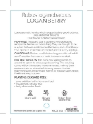 Picture of FRUIT LOGANBERRY Rubus loganobaccus                                                                                                                   
