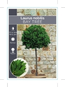 Picture of LAURUS NOBILIS BAY TREE                                                                                                                               