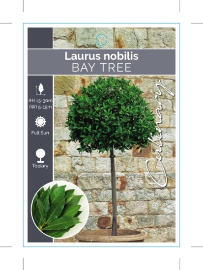 Picture of LAURUS NOBILIS BAY TREE                                                                                                                               
