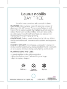 Picture of LAURUS NOBILIS BAY TREE                                                                                                                               