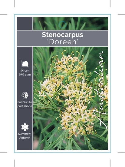 Picture of STENOCARPUS DOREEN                                                                                                                                    