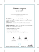 Picture of STENOCARPUS DOREEN                                                                                                                                    