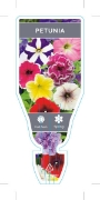 Picture of ANNUAL PETUNIA MIXED PICTURE (Petunia x hybrida)                                                                                                      