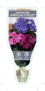 Picture of HOUSEPLANT SAINTPAULIA AFRICAN VIOLET - MIXED PICTURE (UNNAMED)                                                                                       