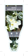 Picture of DIETES ROBINSONIANA WEDDING LILY                                                                                                                      
