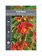 Picture of GREVILLEA BONNIE PRINCE CHARLIE                                                                                                                       