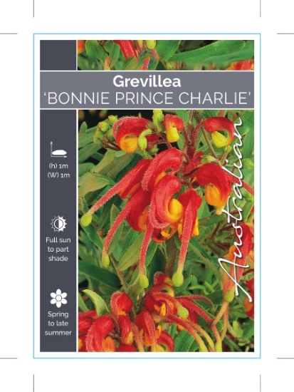 Picture of GREVILLEA BONNIE PRINCE CHARLIE                                                                                                                       