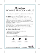 Picture of GREVILLEA BONNIE PRINCE CHARLIE                                                                                                                       