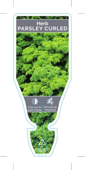 Picture of HERB PARSLEY CURLED (Petroselinum crispum)                                                                                                            