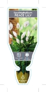 Picture of HOUSEPLANT SPATHIPHYLLUM                                                                                                                              