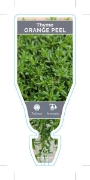 Picture of **THYMUS NITIDUS ORANGE PEEL THYME                                                                                                                    