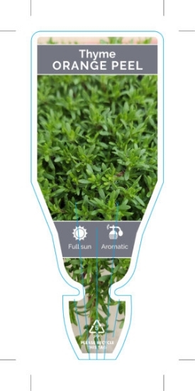 Picture of **THYMUS NITIDUS ORANGE PEEL THYME                                                                                                                    