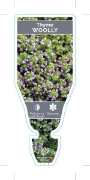 Picture of **THYMUS PSEUDOLANUGINOSUS WOOLLY THYME                                                                                                               