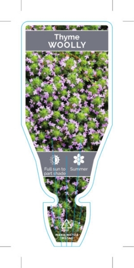 Picture of **THYMUS PSEUDOLANUGINOSUS WOOLLY THYME                                                                                                               
