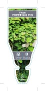 Picture of HOUSEPLANT FICUS PUMILA CREEPING FIG                                                                                                                  